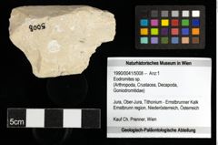 Foto (Objekt + Etiketten) von Eodromites sp. 